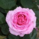 Millie (Rose)