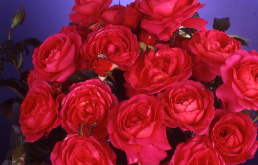 My Dad (Rose)