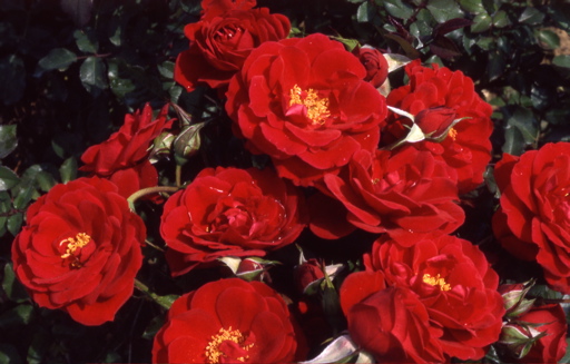 My Mum (Rose)