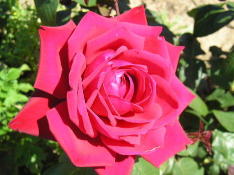 My Valentine (Rose)