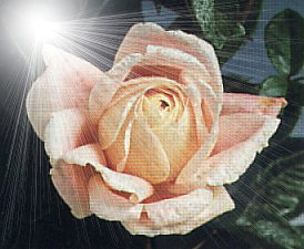 Myriam (Rose)