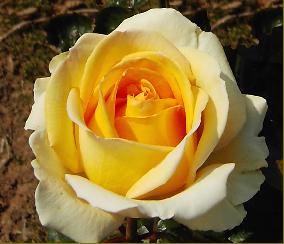 Mystery Girl (Rose)