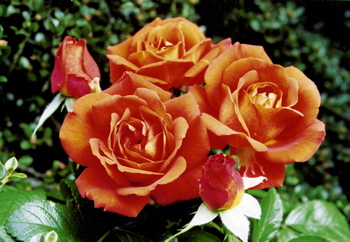 Mystique (Rose)