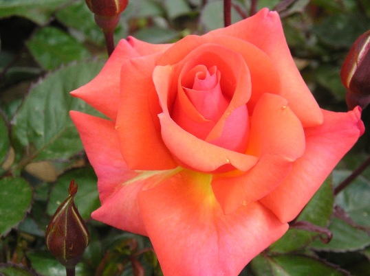 Edward's Rose (Rose)