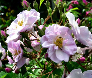 Narrow Water (Rose)
