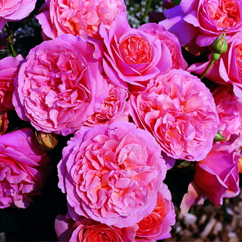 Natasha–belinda (Rose)
