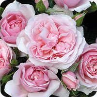 The Natasha Richardson Rose (Rose)