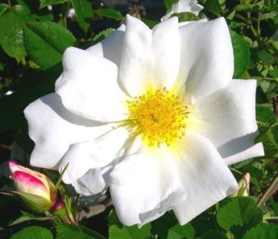 Nevada (Rose)