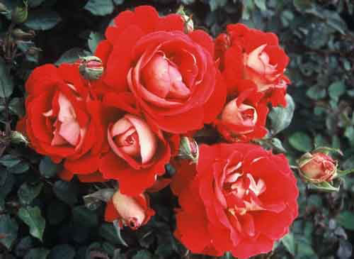 Never Forgotten (Rose)