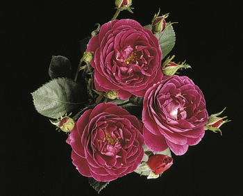 New Age (Rose)