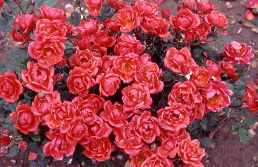 New Arrival (Rose)