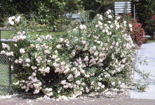 New Dawn (Rose)