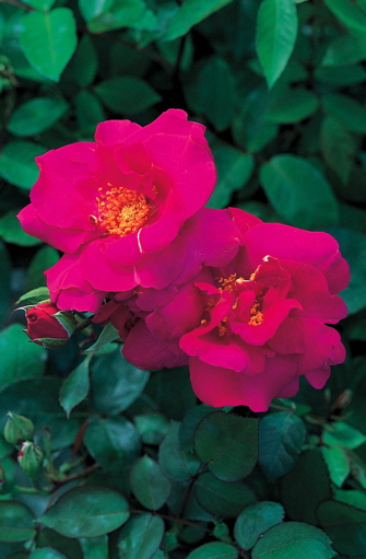 News (Rose)