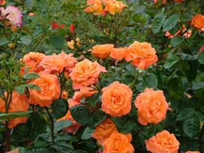 Newsflash (Rose)