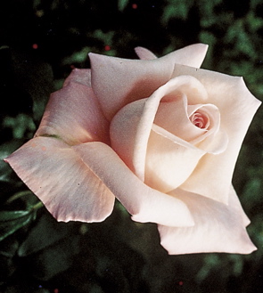 New Zealand (Rose)