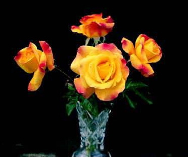Night Light (Rose)
