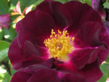 Night Owl (Rose)