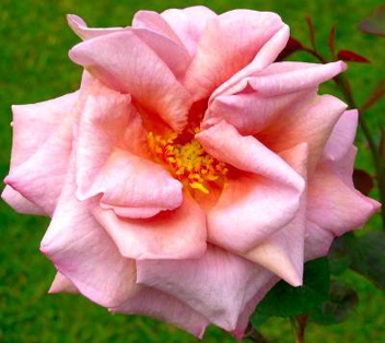Nimbus (Rose)