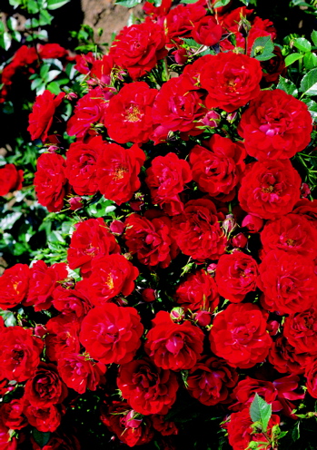 Nipper (Rose)