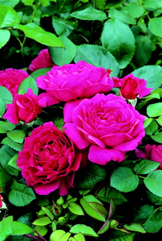 Noble Antony (Rose)