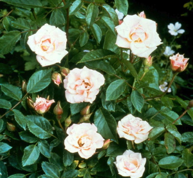 Northamptonshire (Rose)