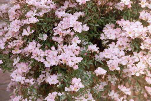 Nozomi (Rose)