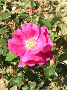 Nur Mahal (Rose)