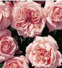 Octavia Hill (Rose)