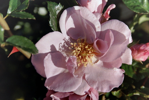 Odyssey (Rose)