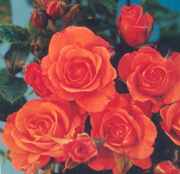 Old John (Rose)