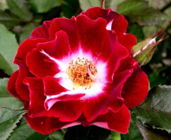 Old Master (Rose)