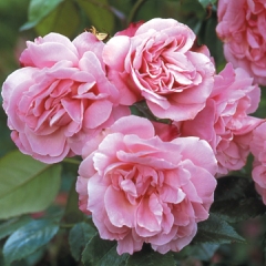 Old Blush China (Rose)