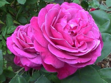 Old Port (Rose)