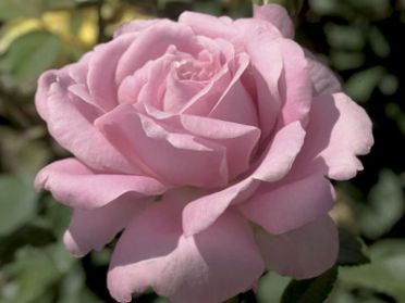 Olivia (Rose)