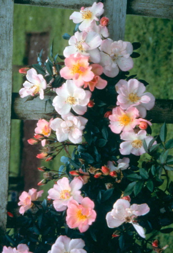 Open Arms (Rose)