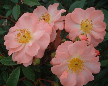 Open Arms (Rose)