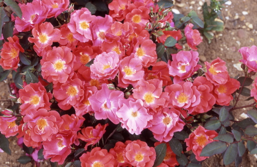 Orange Floorshow (Rose)
