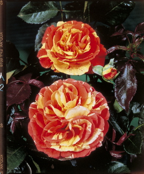 Oranges And Lemons (Rose)
