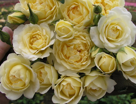 Our Dream (Rose)