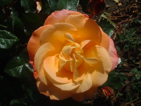 Our Jubilee (Rose)