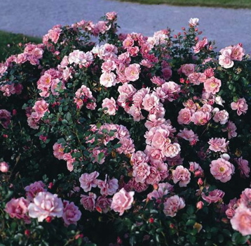 Oxfordshire (Rose)