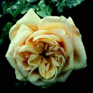 Adam (Rose)