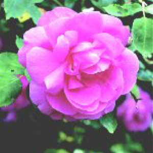 Adam Messerich (Rose)