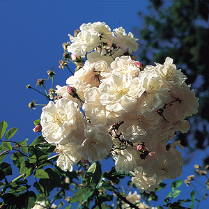 Adelaide D'orleans (Rose)
