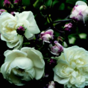 Aimee Vibert (Rose)