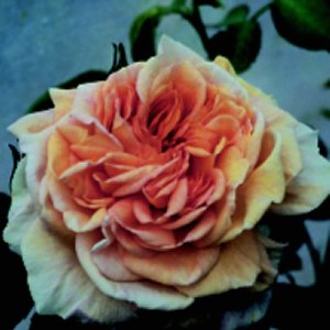 Alchymist (Rose)
