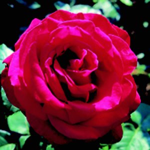 Alec's Red (Rose)
