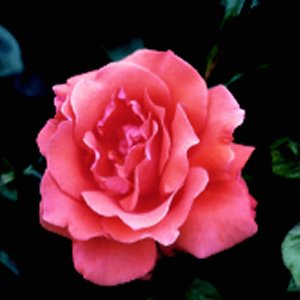 Alexander (Rose)