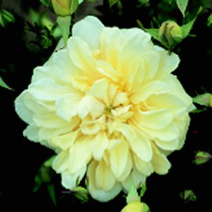 Alister Stella Gray (Rose)