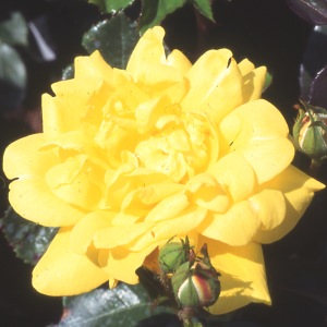 Allgold (Rose)